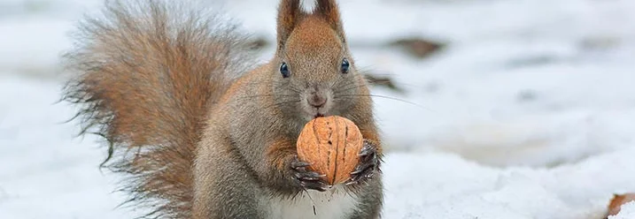 Eichhörnchen mit Nuss im Schnee
